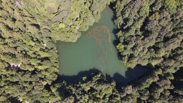 Ağaçlar Arasındaki Hava Görüntüleme Göleti
