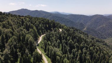 Ormanda araba gezisi.