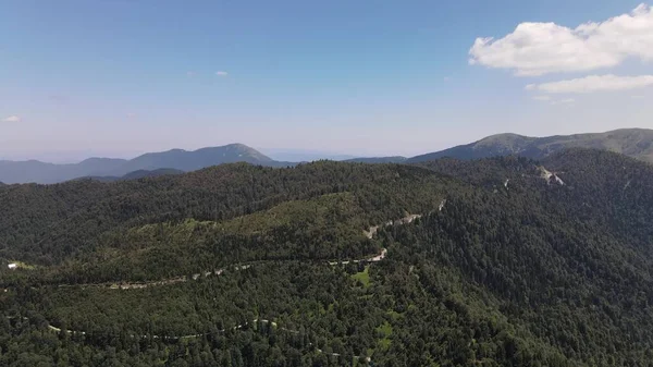 Atlı Yeşil Ağaçlar Ormanı Hava Görüntüsü