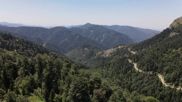 Gezgin Orman Yolu Hava Görüntüsü