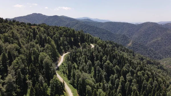 Ormanda araba gezisi.