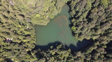 Ağaçlar Arasındaki Hava Görüntüleme Göleti