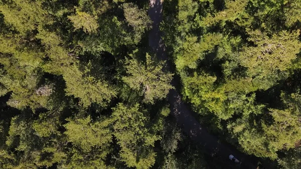 Vista aerea guida auto foresta — Foto Stock