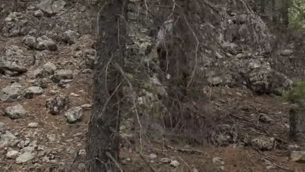 鬱蒼とした木々の中を歩くフード付きの男の姿 自然の中を歩く男 スティックを手に山に登る男 森の中を散歩 — ストック動画