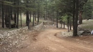 Ormanda toprak yolda koşan genç bir adamın görüntüsü, doğada spor yapan genç bir adam, yeşil sık ağaçların arasında koşan bir sporcu.