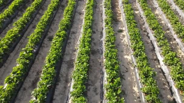 Drone View Row Made Soil Strawberry Plant Field View Agricultural — Αρχείο Βίντεο