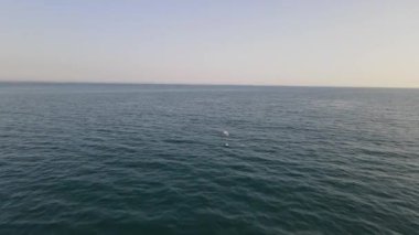 Denizin üzerinde uçan kuş sürüsü görüntüsü, denizin üzerinde birlikte uçan kuşların inanılmaz görüntüsü, Göksu Delta 'daki kuş cenneti kuşları.