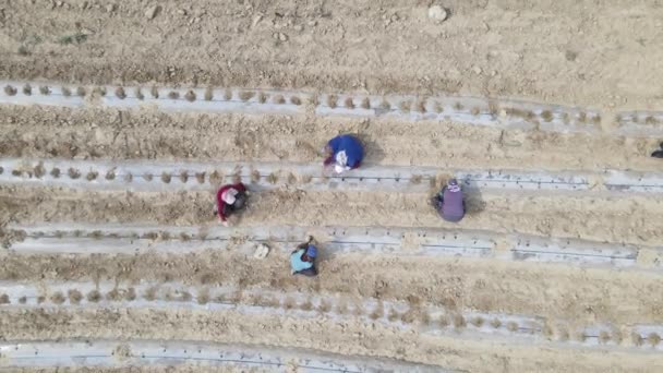 Aerial Shot Workers Working Tomato Field Working Images Workers Lined — 图库视频影像