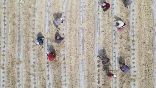 Aerial Shot Workers Working Tomato Field Women Lined Rows Working — Vídeo de stock