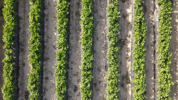 Drone View Row Made Soil Strawberry Plant Field View Agricultural — Stock Video