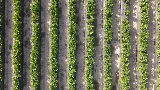Drohnen Ansicht Der Bodenreihe Erdbeerpflanzenfeld Blick Auf Den Landwirtschaftlichen Garten — Stockvideo