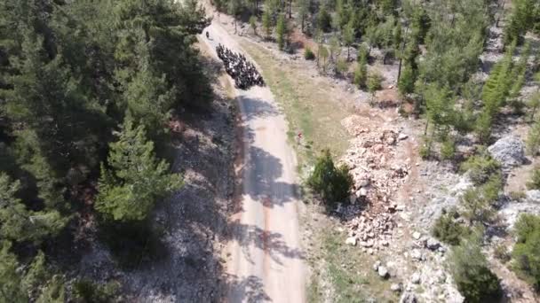 Herd Black Goats Driving Forest Herd Animals Driving Mountain Road — Stockvideo