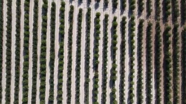 Aerial row garden , rows of fruit trees planted, aerial drone view of apple orchard, garden stitched in the countryside, aerial view of the gardens in the agricultural supply