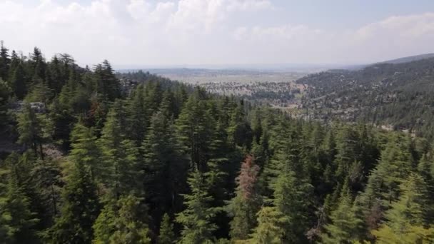 Aerial Coniferous Pine Forest Drone View Coniferous Green Pine Forest — Vídeo de Stock