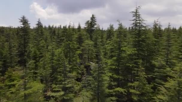 Aerial Coniferous Trees Drone View Coniferous Green Pine Forest Images — Vídeo de Stock