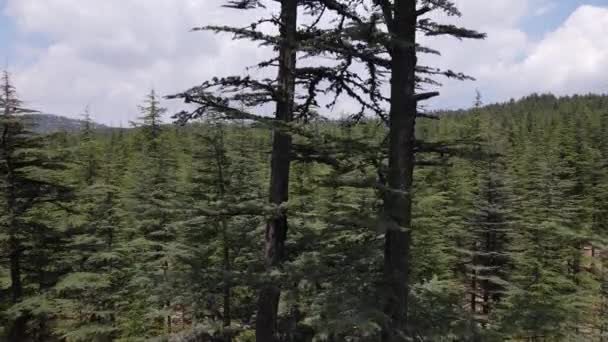 Drone View Green Pine Tree Standing Alone Pine Tree Overhead — Vídeo de Stock