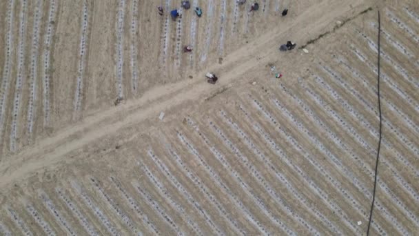 Aerial Shot Workers Working Tomato Field Workers Working Rows Made — Stock Video