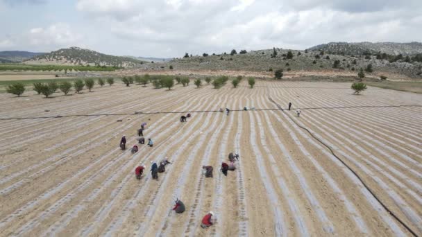 Aerial Shot Workers Working Tomato Field Agricultural Workers Working Large — Vídeo de Stock