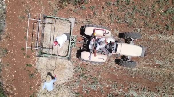 Drone View Workers Working Garden Drone View Machine Harvesting Wheat — стоковое видео