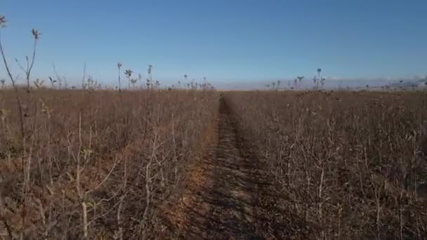 Drone View Dry Apple Orchard Taken Autumn Dwarf Fruit Trees — Vídeo de stock