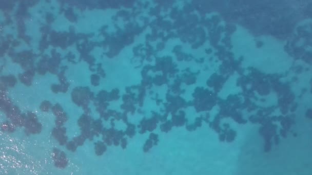 Aerial Shot View Spottted Formed Seaweed Natural Seascape Sea Sea — Stok video