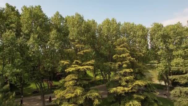 Κηφήνας Πλάνα Δημόσιο Πάρκο Drone Πλάνα Από Πράσινα Δέντρα Αγωνίζονται — Αρχείο Βίντεο