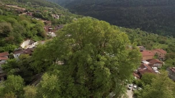 Aerial Century Sycamore Tree Cultural Image Century Old Plane Tree — Vídeo de stock