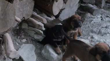 Lots of puppies, many puppies growing in the nest in the woodshed, the playing movements of tiny baby dogs, cute pets gestures