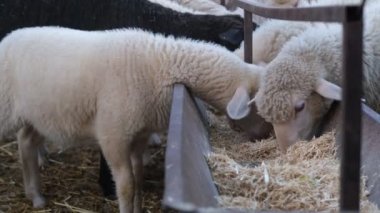 White sheep eating, view of small and big sheep eating from iron boat, feeding image of white sheep, cute animals eating food