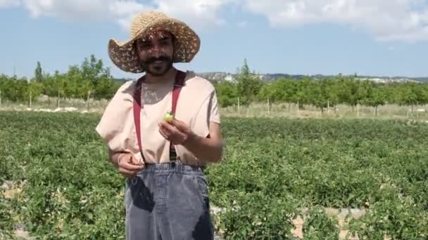 Plucked Green Tomatoes Farmer Hat Coming Out Green Tomato Field — 图库视频影像