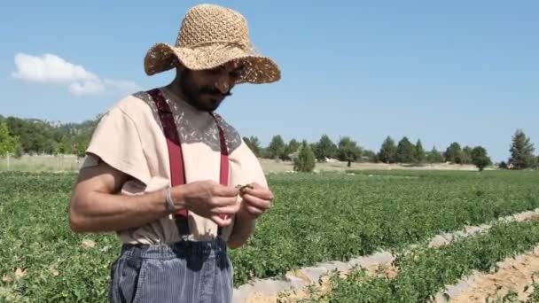 Farmer Hat Tomato Field Green Tomato Seedlings Planted Garden Straw — Vídeo de Stock