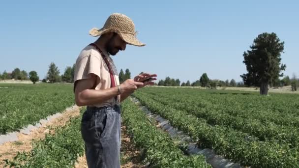 Man Phone Tomato Field Telephone Conversation Rows Tomato Seedlings Farmer — 图库视频影像