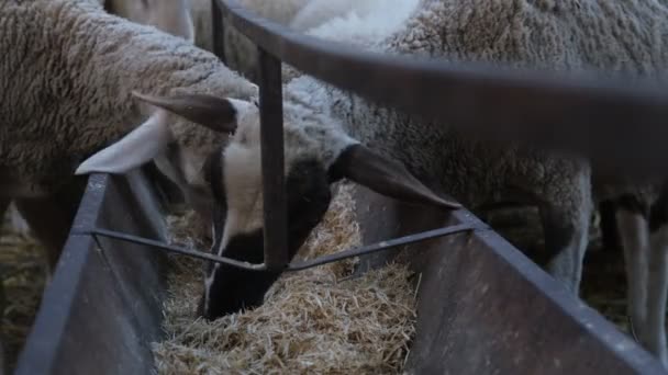 Lambs Eating Hay Image Sheep Eating Image Sheep Eating Hay — 图库视频影像