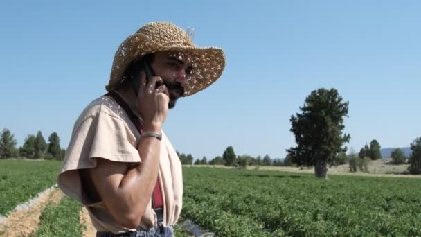 Talking Phone Garden Farmer Talking Phone Green Tomato Field Male — Vídeos de Stock