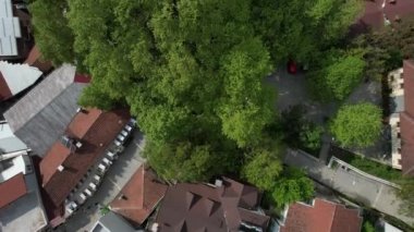 Historical sycamore trees on city, drone view of leaves of a century old plane tree, touristic historical trees in the wooded area, Ottoman-made old villages in natural green forest