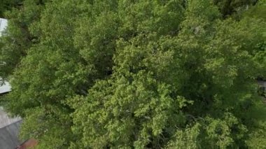 Historical plane tree in inkaya, Drone view of the century-old plane tree, city view among the leaves of green trees, green trees fighting for climate change