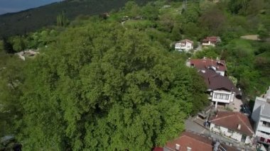 Aerial century sycamore tree, drone view of historical plane trees in green forest area, settlements around the green plane tree