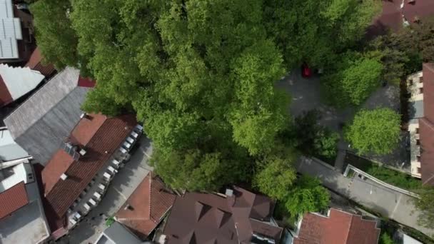 Historical Sycamore Trees City Drone View Leaves Century Old Plane — Vídeos de Stock