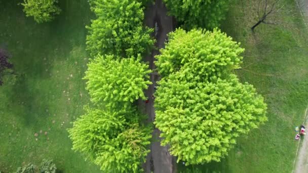Aerial Coniferous Park Walking Path Consisting Branches Natural Space Studio — Vídeo de Stock