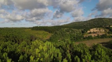 Forests in climate crisis, image of green dense forestry, our forests fighting the climate crisis, green trees that are the lungs of the earth