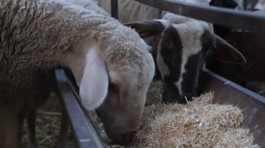 Sheep eating from iron sauldron, view of a flock of sheep eating feed, cute sheep consuming hay, feeding of white sheep