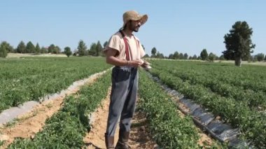 Money earned from tomato field, man counting money and showing banknotes, the farmer in the hat among the rows of tomatoes earns money
