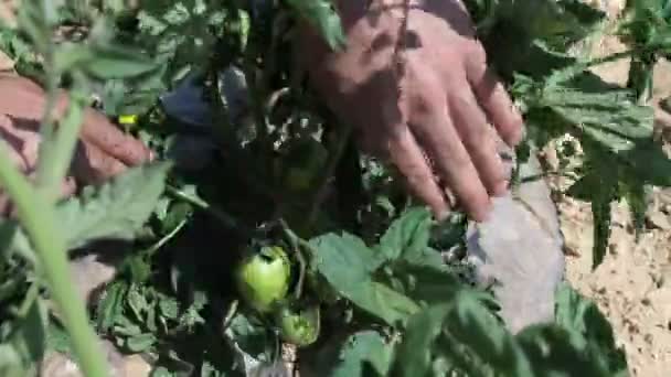 Green Tomatoes Plucked Branch Image Unripe Tomato Plucked Seedling Picking — Stok video