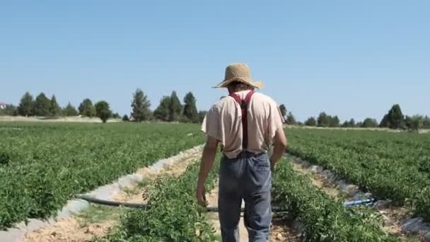 Farmer Making Approval Sign Young Man Straw Hat Making Happy — Stockvideo