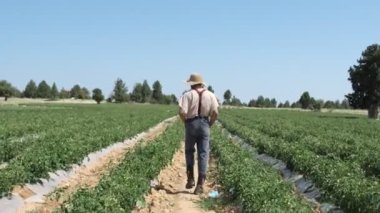 Man inspecting tomato seedlings, image of farmer man working on green tomato seedlings, image of farmer working in green tomato field