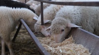 Sheep eating hay, image of white lamb eating hay from iron manger, image of cute white sheep eating
