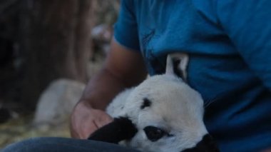 Man loving lamb , image of male arm loving the mottled lamb, love for animals, showing love to sweet cute animals video