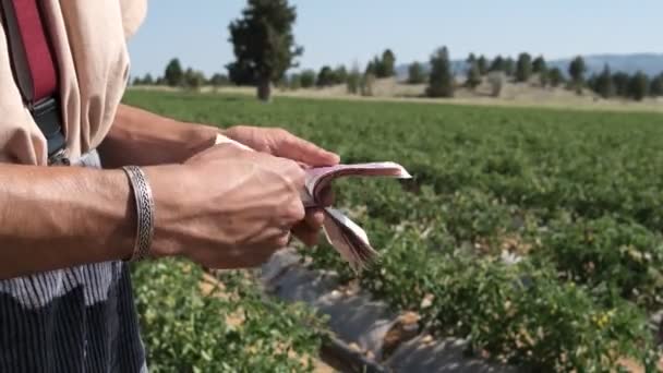 Counting Money Tomato Field Male Hand Counting Money Banknotes Front — Stockvideo