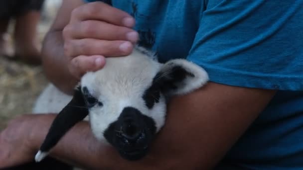 Loving Mottled Lamb Love Animals Showing Love Sweet Cute Animals — Stockvideo