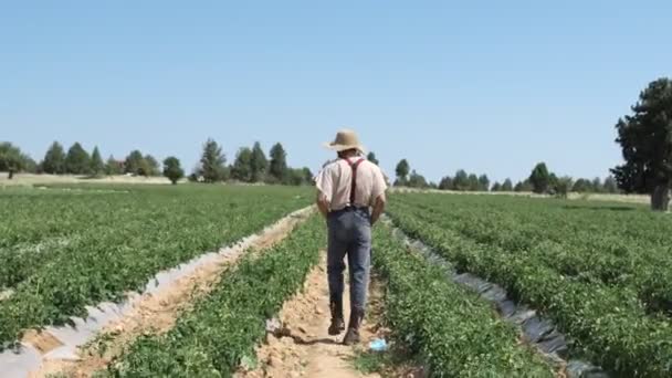 Man Inspecting Tomato Seedlings Image Farmer Man Working Green Tomato — Stockvideo
